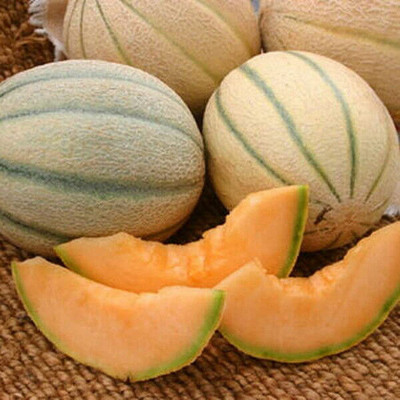 VibeX GUA-32 - Honey Rock Cantaloupe Muskmelon - (1350 Seeds) Seed(1350 per packet)