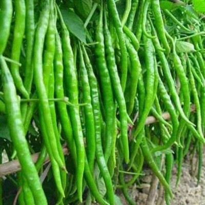 Aywal Green Chilli F1 Jwala Seed(350 per packet)