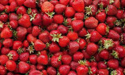 XOLDAA HYBRID STRAWBERRY FRUIT SEEDS Seed(131 per packet)