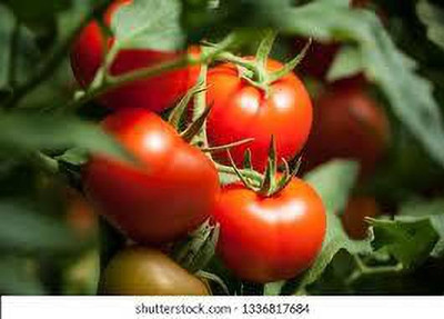 XOLDAA kashmiri hybrid tomato seeds Seed(110 per packet)