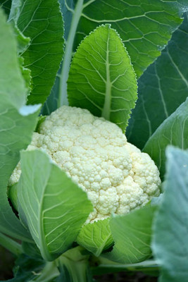 nature boon white cauliflower,gobhee seeds Seed(45 per packet)