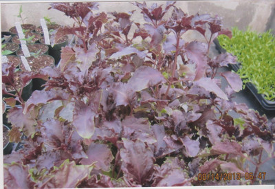 Qualtivate KGF -3 HEIRLOOM Purple Ruffles Basil Seed(1000 per packet)