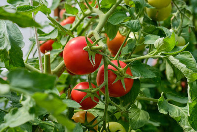 Sant Seeds LLP tomato Seed(90 per packet)