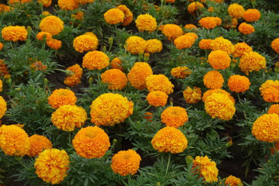 Elysian Enterprises marigold/gende ka phool flower seeds Seed(75 per packet)