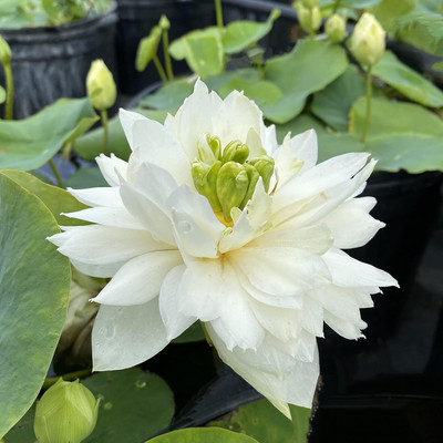 CRGO LOTUS , KAMAL Seed(25 per packet)