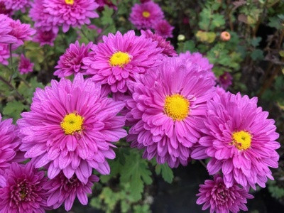 XOLDA Exotic chrysanthemum Seed(39 per packet)