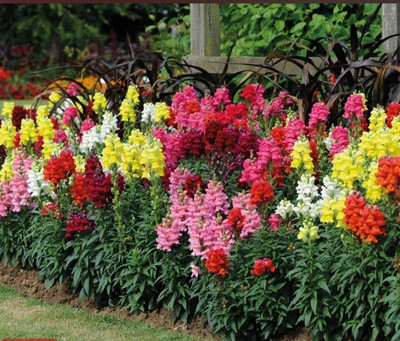 ROWTH Antirrhinum Candy Canes Mixed Seed(300 per packet)