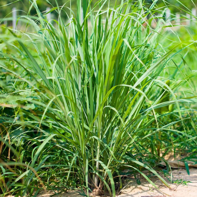 CYBEXIS PUAS-43 - Lemon Grass Cymbopogon Flexuosus - (2250 Seeds) Seed(2250 per packet)