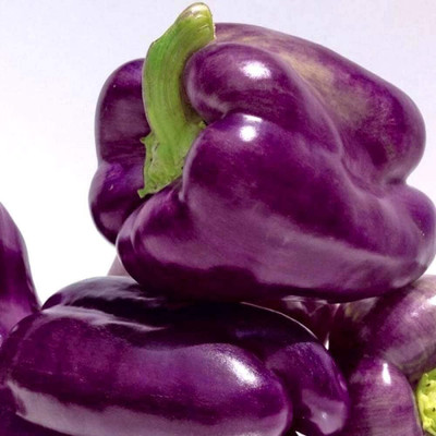 Biosnyg Purple Lilac Sweet Capsicum Seeds For Kitchen Gardening-(50 Seeds) Seed(50 per packet)