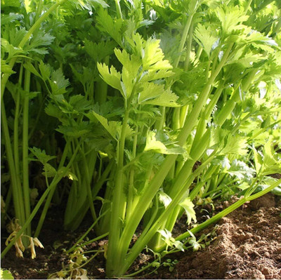 KNESSiN XII-30 Celery Seed(500 per packet)