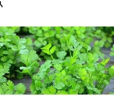 MAA Parsley Seed(42 per packet)