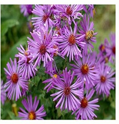 Aywal Aster Double Mix Flower Seed(20 per packet)