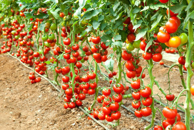 SIDDHARTH FISH FARM tomato Seed(125 per packet)