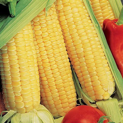 CYBEXIS XLR-57 - Sugar Buns Hybrid Corn Delicious - (2250 Seeds) Seed(2250 per packet)
