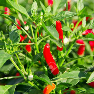 SeeGreen CW44 Bombai mirchi/ Premium Chilli Seeds/Naga chilli / CHILLI MIRCHI HYBRID-151 Seed(151 per packet)