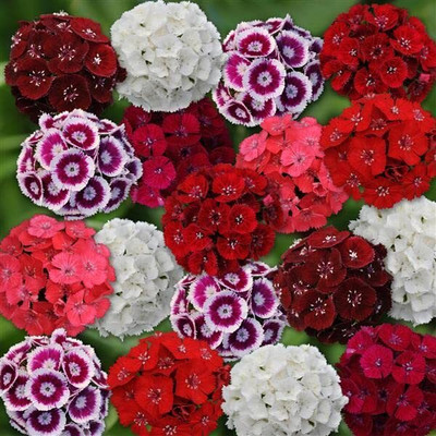 Aywal Sweet William Seed(100 per packet)