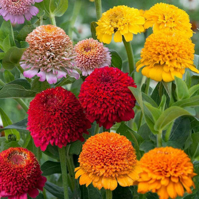 CYBEXIS Zinnia Mix Flower Seeds Seed(1 g)