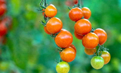 SeedStore tomato Seed(125 per packet)