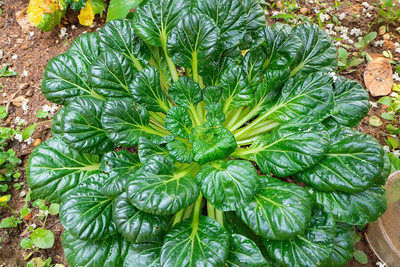 Qualtivate ICRA-7A Mustard Tatsoi Seed(300 per packet)