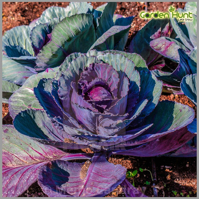 WILLVINE PUAS -XVI GARDEN Red Cabbage Seeds [50g] Seed(15000 per packet)
