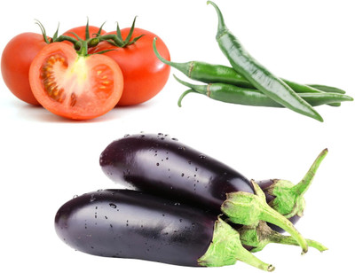 DEYS AGRO ™ hybrid brinjal tomato chilli seeds combo vegetable Seed(109 per packet)