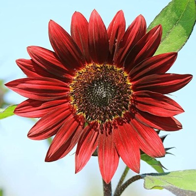 agri max gardens New Quality red sunflower seeds for home gardening seeds Seed(30 per packet)
