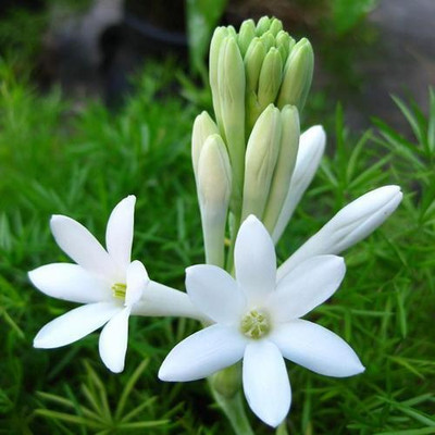 zabbus Rajnigandha Flower Bulbs for All Season Seed(5 per packet)