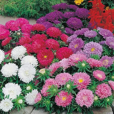Aro Aster princes Seed(125 per packet)