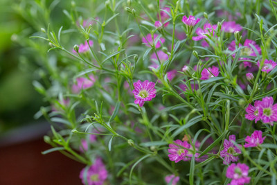 XOLDA Exotic gypsophila Seed(15 per packet)