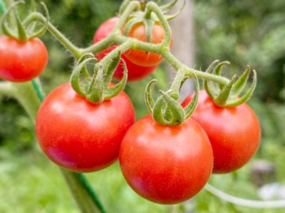 gardenUpp tomato Seed(85 per packet)