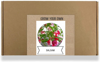 CYBEXIS Balsam Flower Seeds400 Seeds Seed(400 per packet)