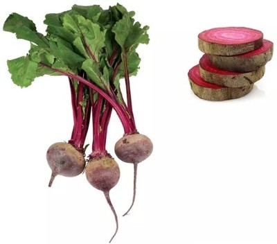 MYLAWN Beetroot - Red Ace Seed(500 per packet)