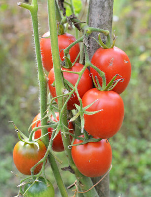 Natures Yard tomato Seed(95 per packet)
