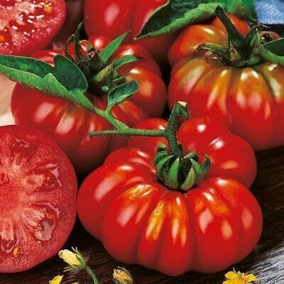 Biosnyg Non GMO Costoluto Forentino Tomato Seeds For Kitchen Gardening - (2000 Seeds) Seed(2000 per packet)