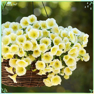 VibeX XLR-6 - Petunia - Shock Wave Yellow - (540 Seeds) Seed(540 per packet)