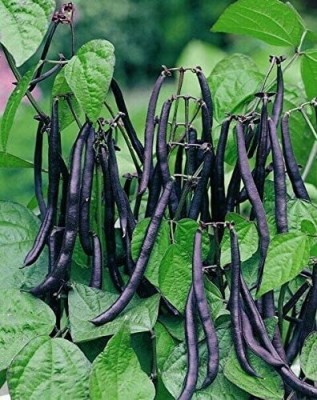 Aywal Green 'Domino' French Beans Seed(39 per packet)