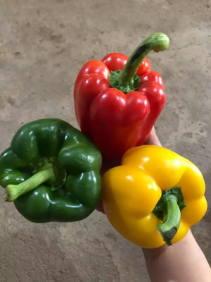 VASUDHA Capsicum Mixed Bell Pepper Seed(100 per packet)