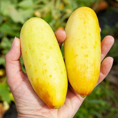 Avysa POONA KHEERA CUCUMBER SEED-CuC_691 Seed(100 per packet)