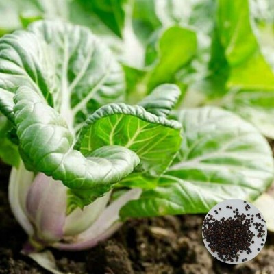 KNESSiN VIC-38 Bok Choy Baby Seed(500 per packet)