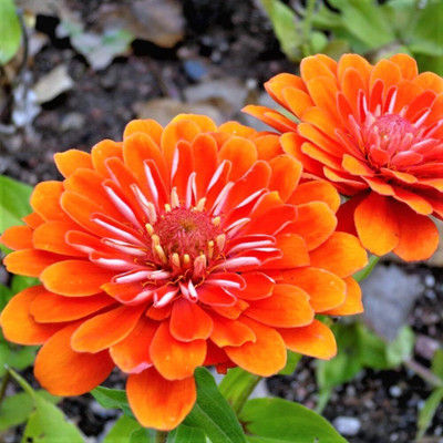 Lorvox Zinnia Double Mixed Color Flower Seed(50 per packet)
