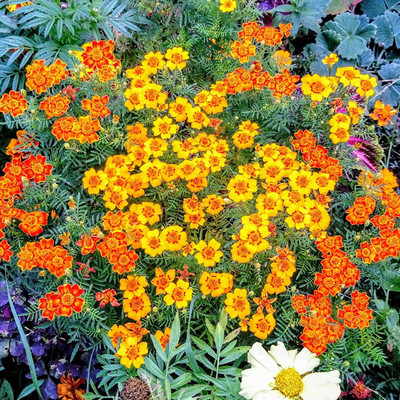 CYBEXIS NBIR-59 - Marigolds Mexican Mix - (2250 Seeds) Seed(2250 per packet)