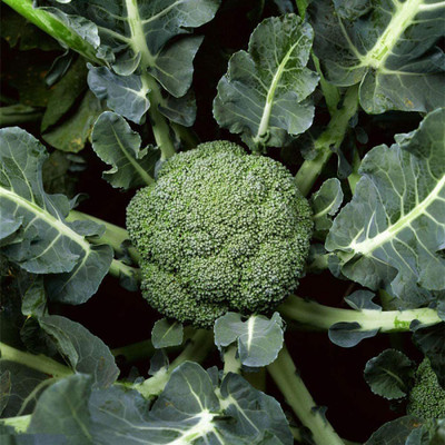 CYBEXIS Broccoli Cauliflower Green Cauliflower Vegetable Seeds2000 Seeds Seed(2000 per packet)