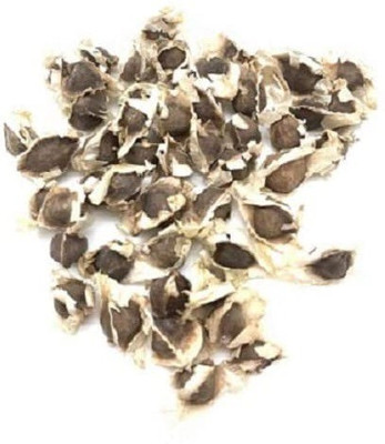 VibeX NDIR-51 - Moringa | Drumstick (Miracle Tree) - (1350 Seeds) Seed(1350 per packet)