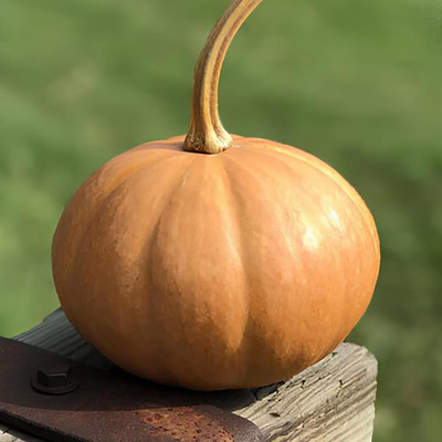 KNESSiN Non-GMO Seminole Pumpkin (120 Seeds) Seed(120 per packet)