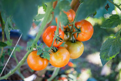 Click to buy tomato Seed(130 per packet)
