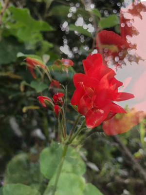 XOLDAA BALSAM FLOWER SEEDS Seed(30 per packet)