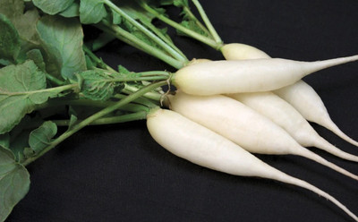 VINTI Organic White Radish Seed(200 per packet)