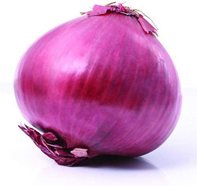 CYBEXIS Good Germination Onion Seeds 4000 Seeds Seed(4000 per packet)