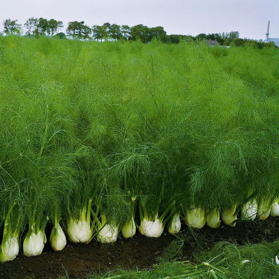 CYBEXIS TLX-92 - Fennel - (2250 Seeds) Seed(2250 per packet)