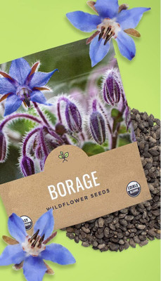 VibeX ATS-67 - Borage Cucumber Flavored Leaves - (150 Seeds) Seed(150 per packet)